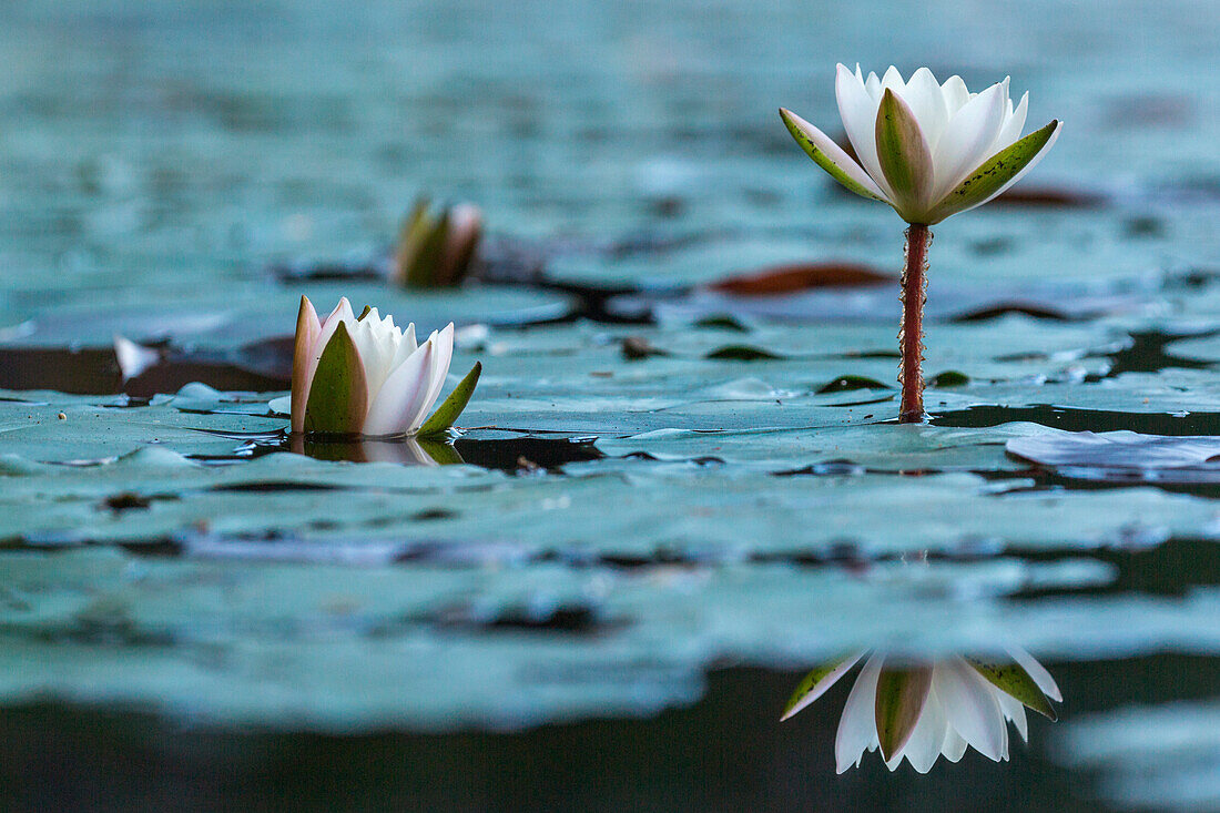 Water lilies at Santa Colomba lake in Trentino, Italy