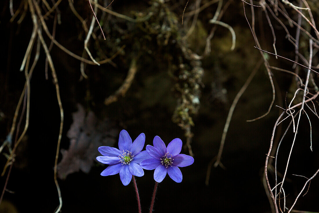 Hepatica nobilis in the woods at Ala, Trentino, Italy