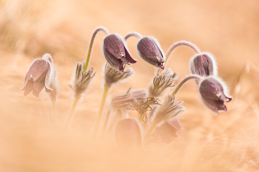 Eine Familie von pulsatilla montana im Trentino, Italien