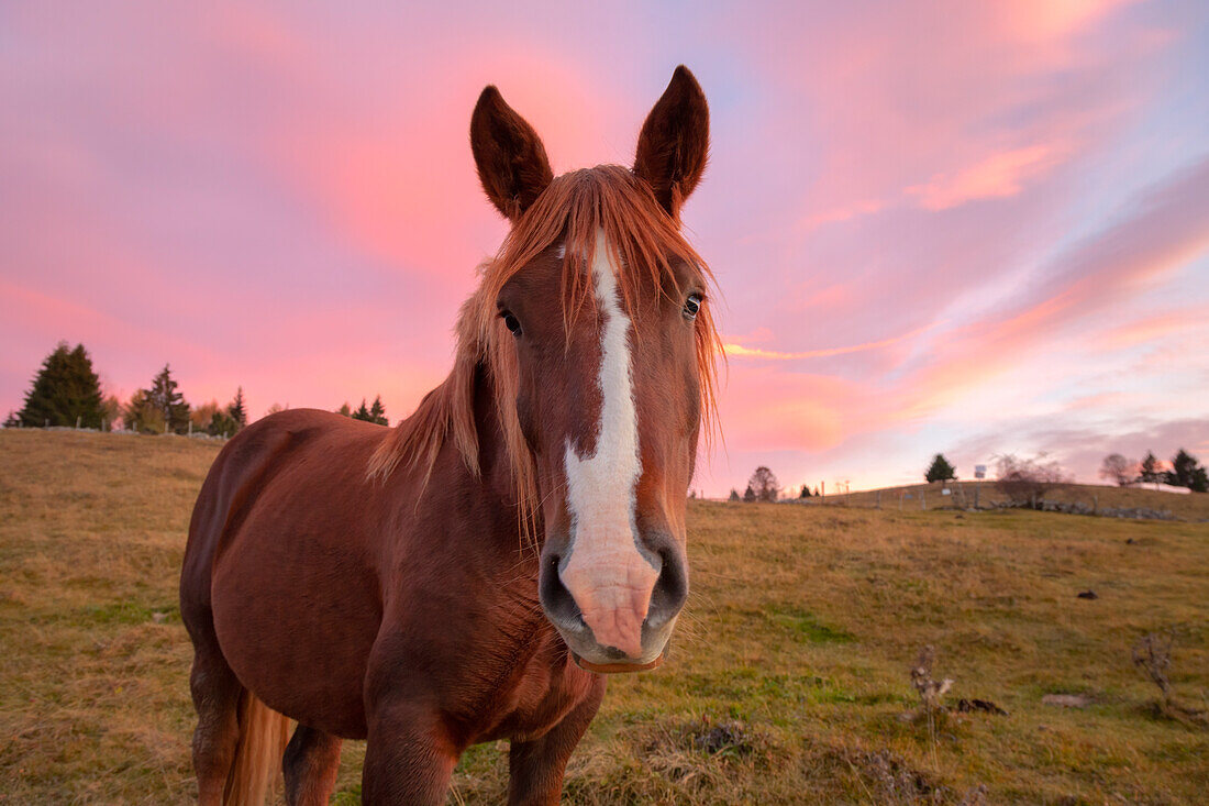 A horse on the pastures of Mezzomiglio Alm, Alpago, Belluno province, Veneto, Italy.