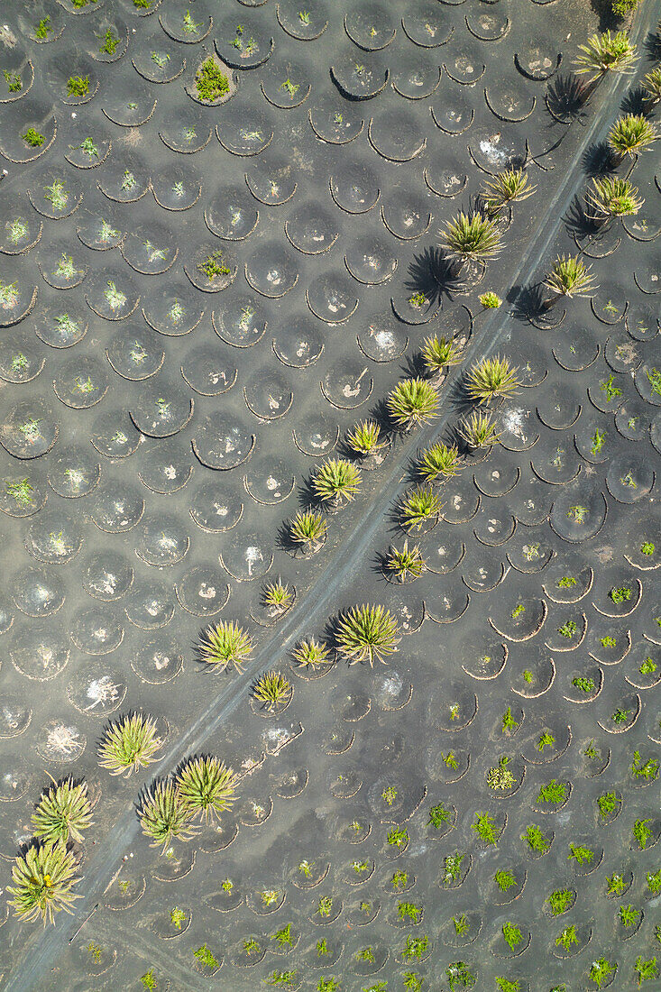 Luftaufnahme eines typischen runden Weinbergs, La Geria, Lanzarote, Kanarische Insel, Spanien, Europa