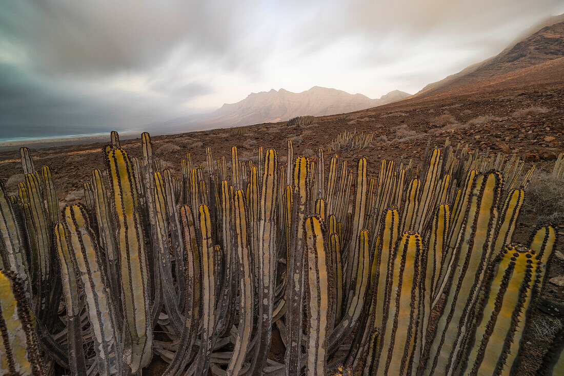 a long exposure to capture the beautiful view near to Playa de Cofete during a summer day, with the cactus in foreground, Natural Park de Jandia, Fuerteventura, Canary Island, Spain, Europe