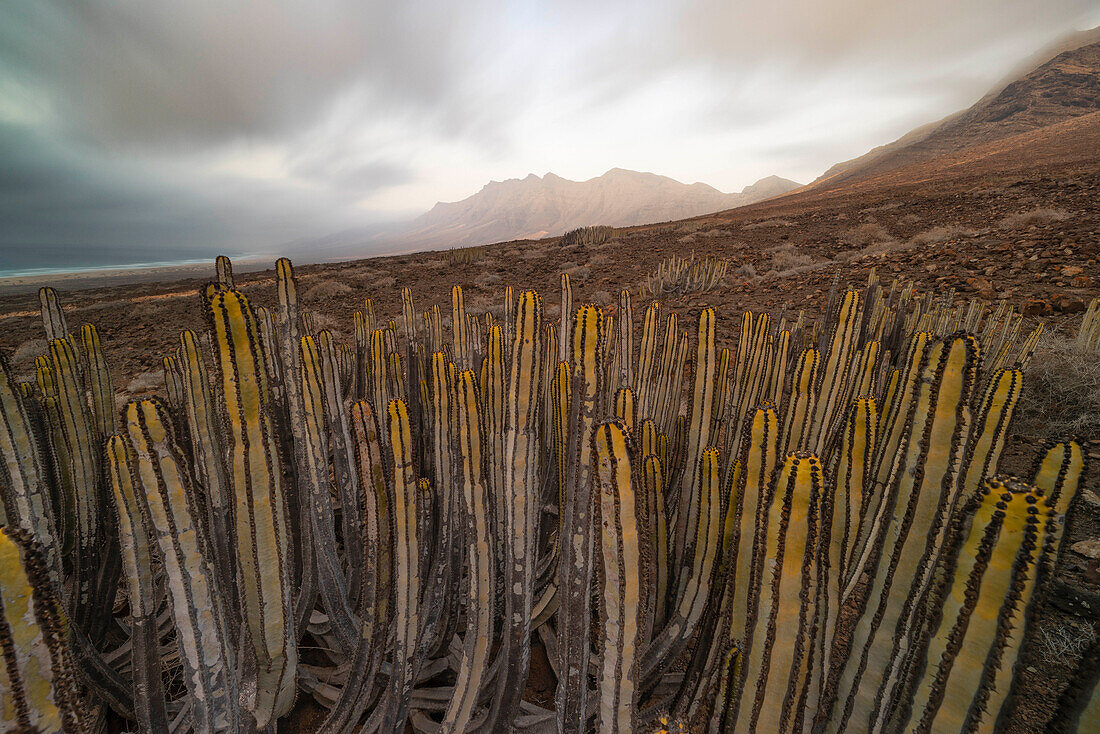 eine Langzeitbelichtung, um die schöne Aussicht nahe der Playa de Cofete an einem Sommertag einzufangen, mit dem Kaktus im Vordergrund, Naturpark de Jandia, Fuerteventura, Kanarische Insel, Spanien, Europa