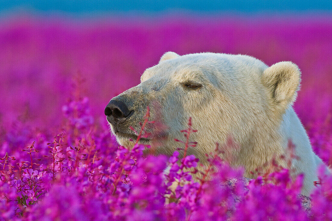 Eisbär (Ursa maritimus) im Feuerkraut (Epilobium angustifolium) auf einer Insel vor der subarktischen Küste der Hudson Bay, Churchill, Manitoba, Kanada. Die Bären verbringen den Sommer auf der Insel und halten Ausschau nach unvorsichtigen Robben oder toten Walen, die sie anspülen. Die globale Erwärmung hat ihren Winter verkürzt, so dass sie im Sommer verstärkt auf Nahrungssuche gehen.