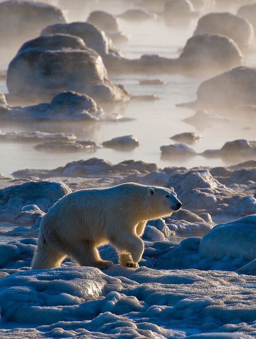 Eisbär (Ursa maritimus) auf dem Eis und Schnee der subarktischen Hudson Bay, Churchill, MB, Kanada