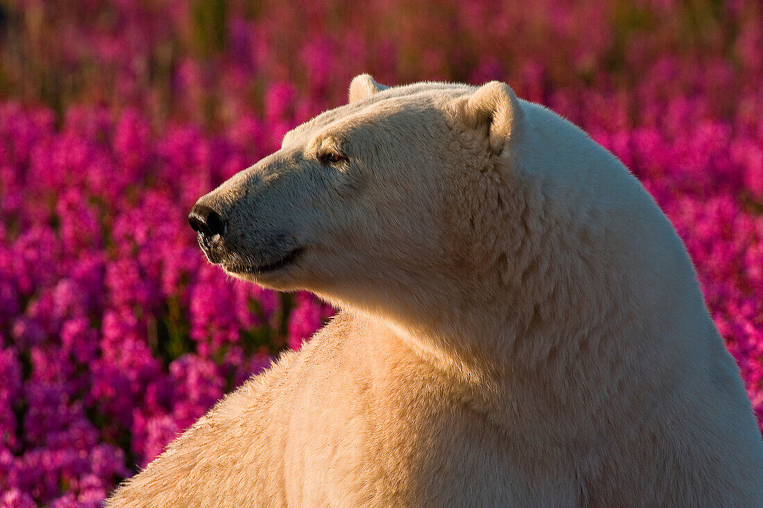 Polar Bear (Ursa maritimus) in fireweed (Epilobium angustifolium) on an island off the sub-arctic coast of Hudson Bay, Churchill, Manitoba, Canada. Bears come to spend the summer loafing on the island and looking for a careless seal or dead whale to wash up. Global warming has shortened their winter so they are increasingly looking for food in the summer.