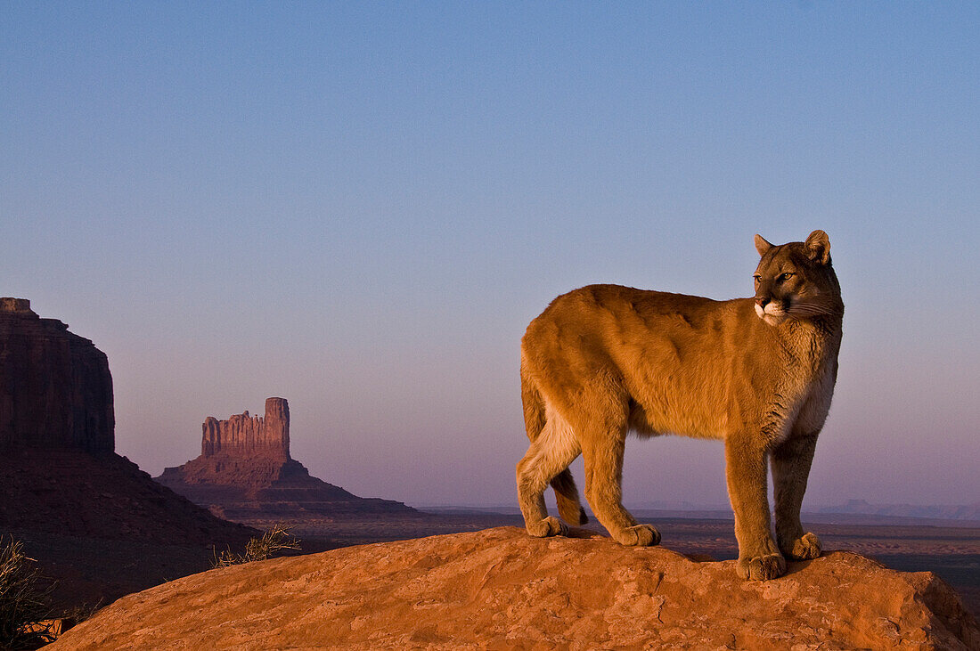 Mountain Lions in the mountains of Montana, United States