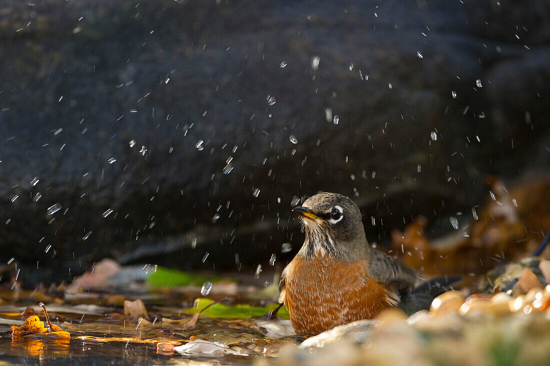 Amerikanisches Rotkehlchen (Turdus migratorius) beim Baden im späten Abendlicht.