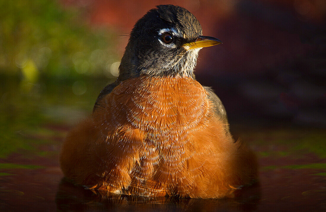 Amerikanisches Rotkehlchen (Turdus migratorius) bei einem Bad im späten Abendlicht.