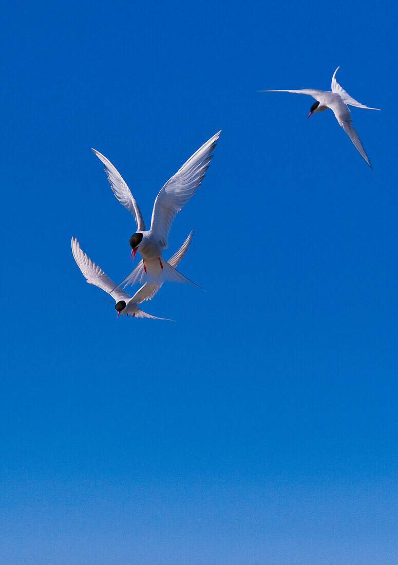 Arctic Tern (Sterna paradisaea) on Hudson Bay, Churchill, Manitoba, Canada. Arctic Terns nest commonly in Northern Manitoba, Nunavut, and the Northwest territories. They defend their nests and young very aggressively against all predators and threats including humans.