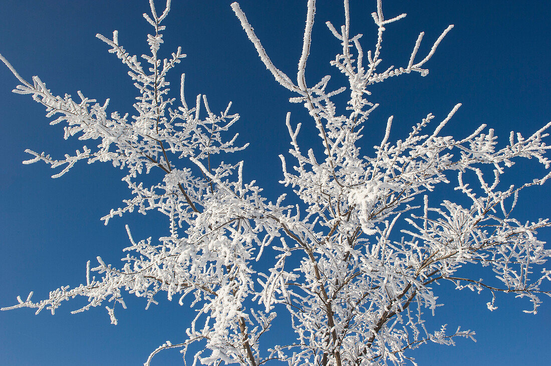 Raureif auf Baumzweigen vor blauem Himmel