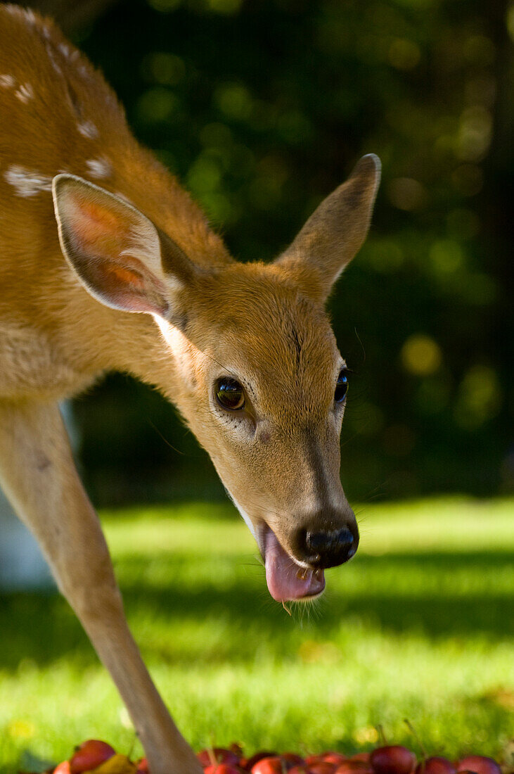 Weißwedelhirsch (Odocoileus virginianus), junges Kitz, Buffalo Point, MB, Kanada