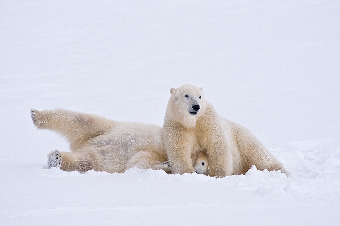 Eisbär (Ursa maritimus) auf Eis und Schnee in der subarktischen Hudson Bay, Churchill, MB, Kanada