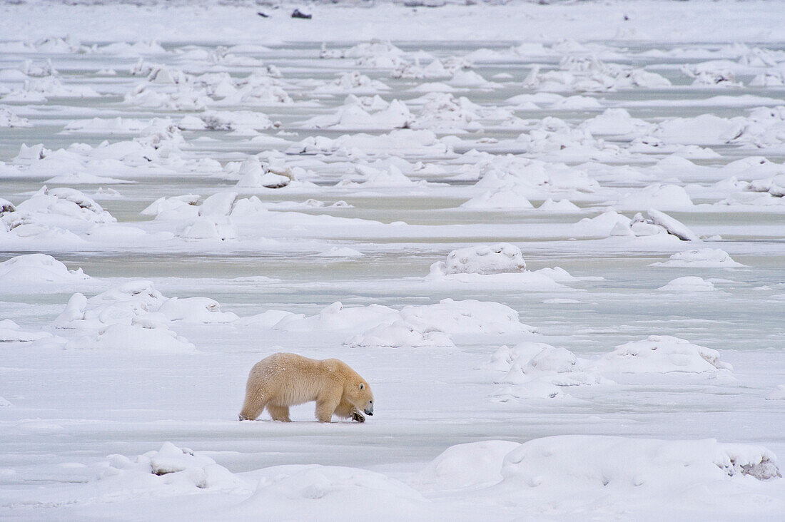 Eisbär (Ursa maritimus) auf dem Eis und Schnee der subarktischen Hudson Bay, Churchill, MB, Kanada