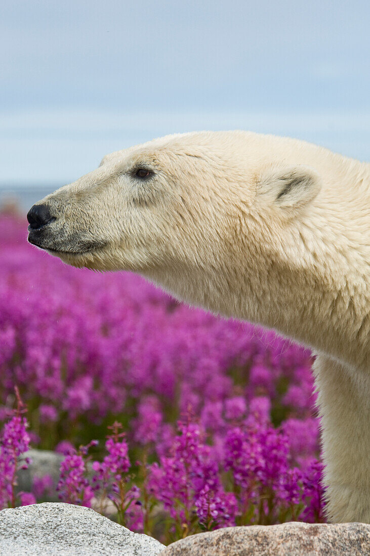 Eisbär (Ursa maritimus) im Feuerkraut (Epilobium angustifolium) auf einer Insel vor der subarktischen Küste der Hudson Bay, Churchill, Manitoba, Kanada. Die Bären verbringen den Sommer auf der Insel und halten Ausschau nach unvorsichtigen Robben oder toten Walen, die sie anspülen. Die globale Erwärmung hat ihren Winter verkürzt, so dass sie im Sommer verstärkt auf Nahrungssuche gehen.