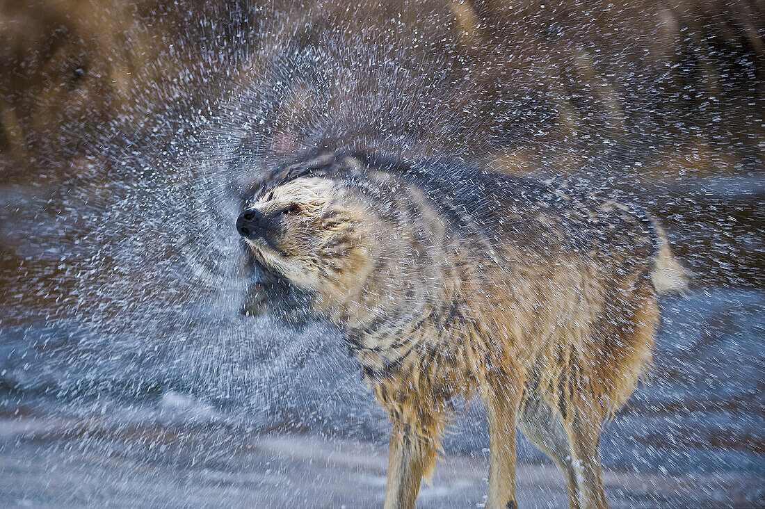 Alphamännchen Grauer Wolf (Canis lupus) Grauer Wolf humorvolles Wasserschüttelporträt nach dem Überqueren eines Baches, Montana, USA.