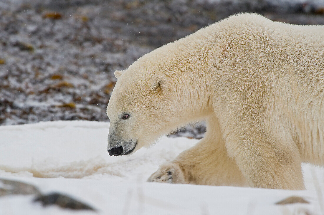 Eisbär (Ursa maritimus) auf Eis und Schnee in der subarktischen Hudson Bay, Churchill, MB, Kanada