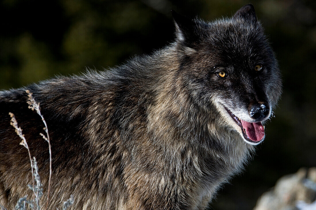 Grauer Wolf (Canis lupus) in schwarzer Phase, Portrait eines grauen Wolfes im Neuschnee, Montana, USA.