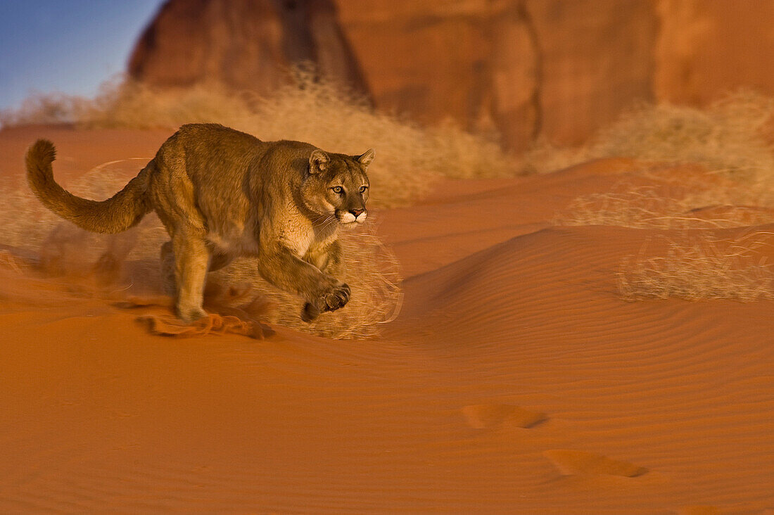 Mountain Lions in the mountains of Montana, United States