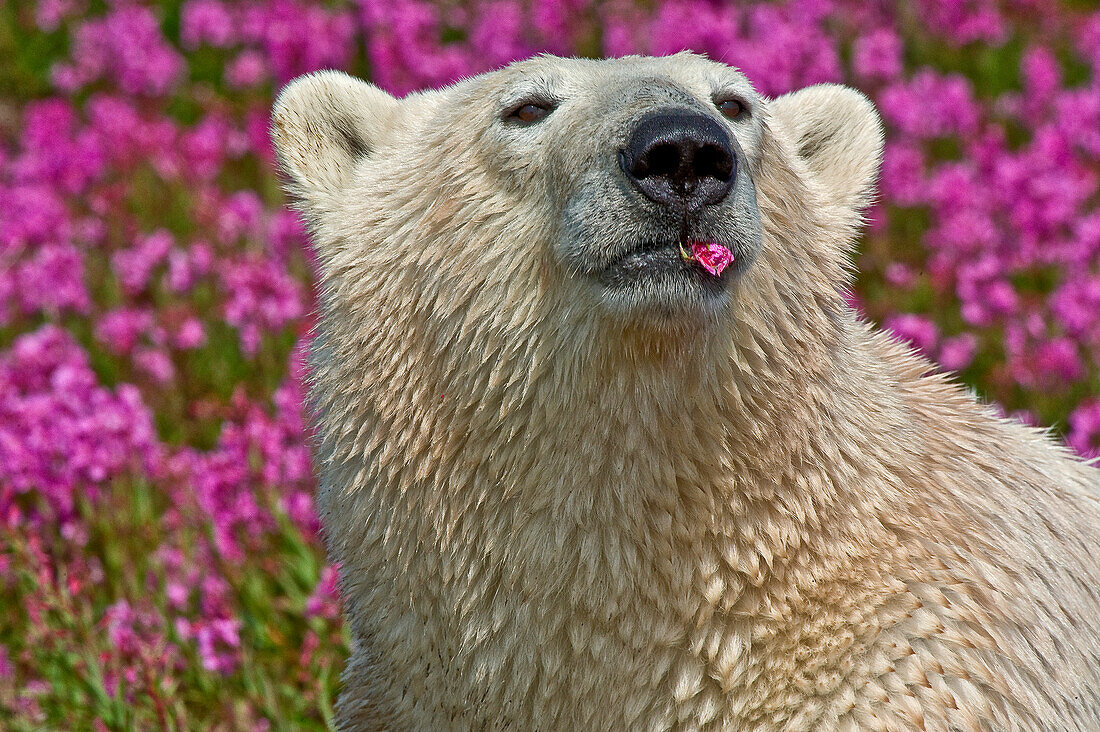 Polar Bear (Ursa maritimus) in fireweed (Epilobium angustifolium) on an island off the sub-arctic coast of Hudson Bay, Churchill, Manitoba, Canada. Bears come to spend the summer loafing on the island and looking for a careless seal or dead whale to wash up. Global warming has shortened their winter so they are increasingly looking for food in the summer.