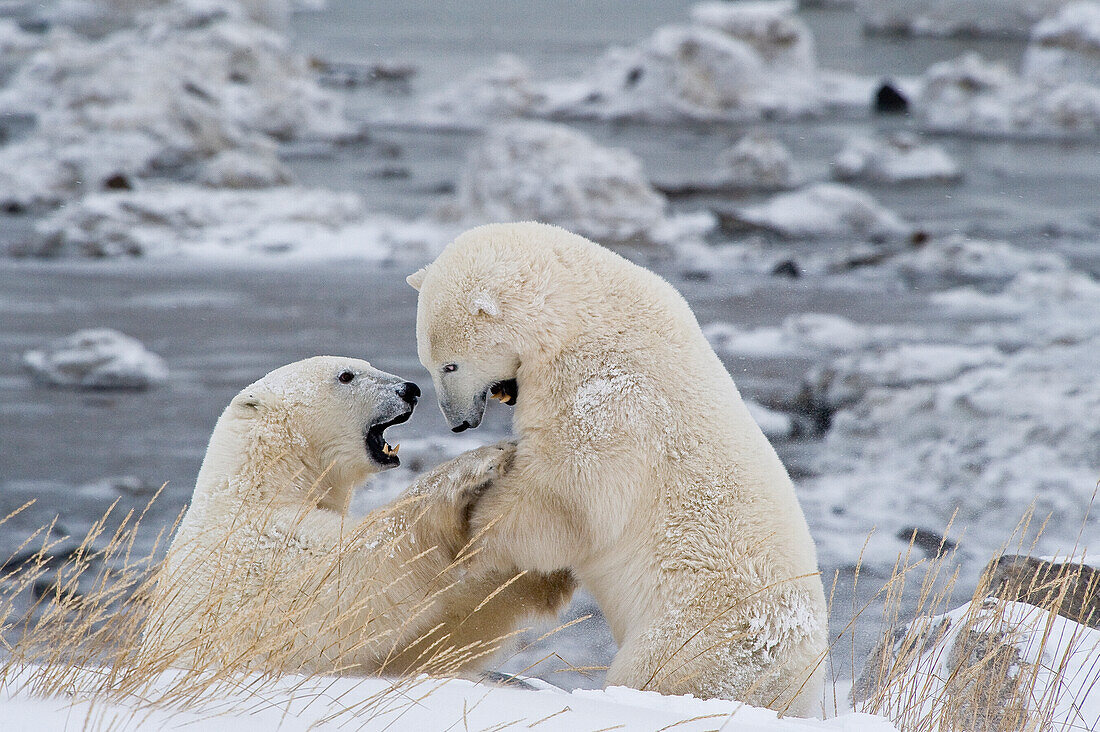 Polar Bear (Ursa maritimus) on sub-arctic Hudson Bay ice and snow, Churchill, MB, Canada