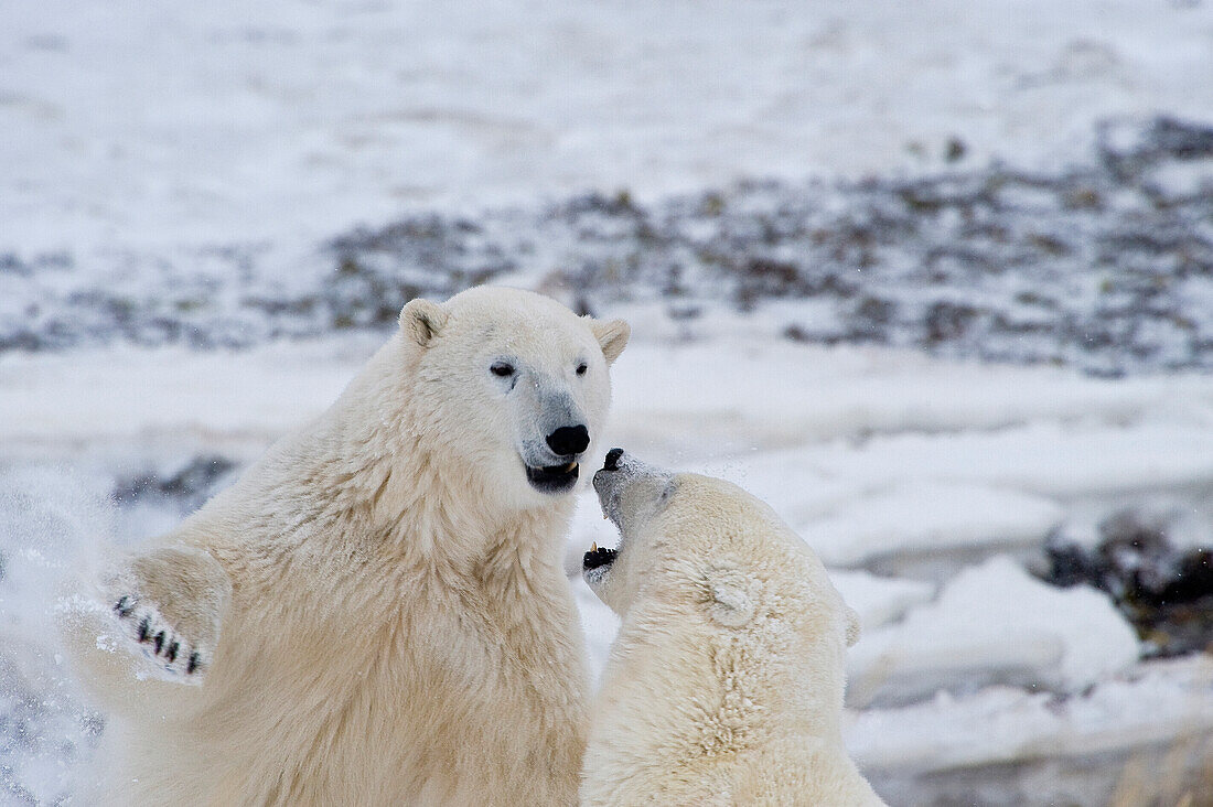 Eisbär (Ursa maritimus) auf dem Eis der subarktischen Hudson Bay und im Schnee, Churchill, MB, Kanada