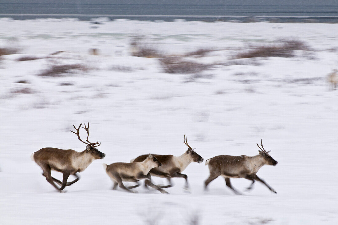 Karibus in Winterlandschaft