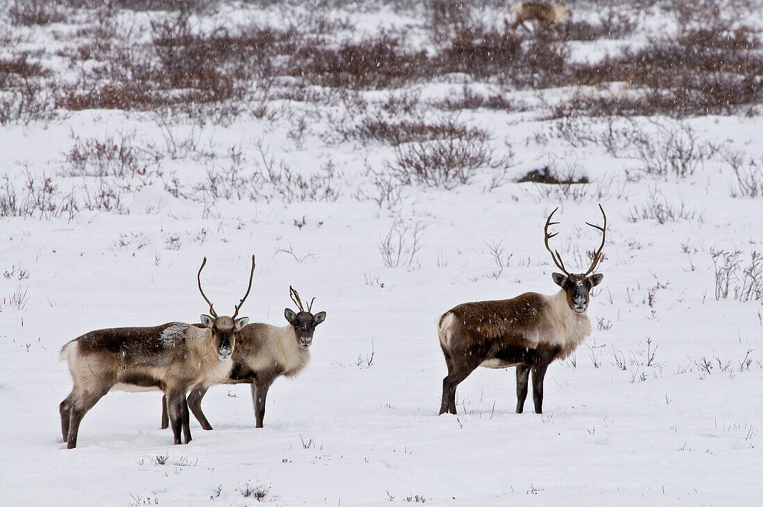 Caribous in winter landscape