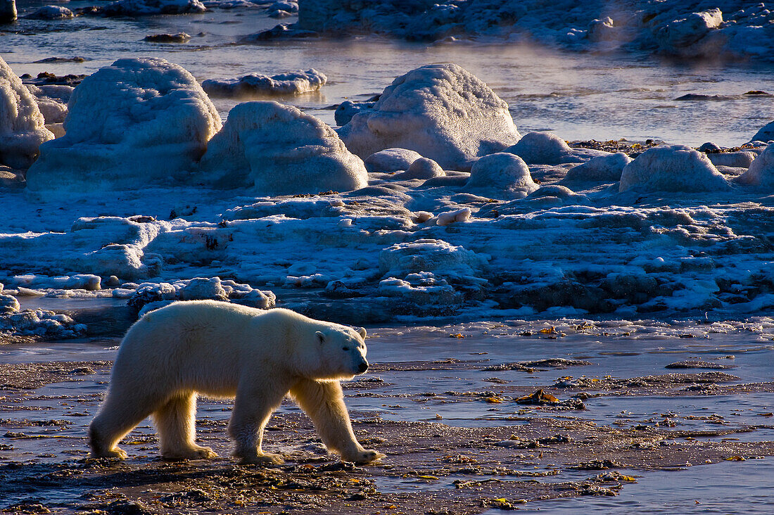 Polar Bear (Ursa maritimus) on sub-arctic Hudson Bay ice and snow, Churchill, MB, Canada