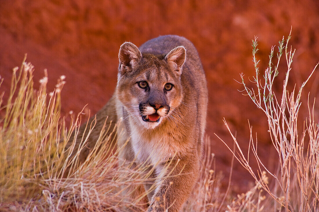 Berglöwen in den Bergen von Montana, Vereinigte Staaten