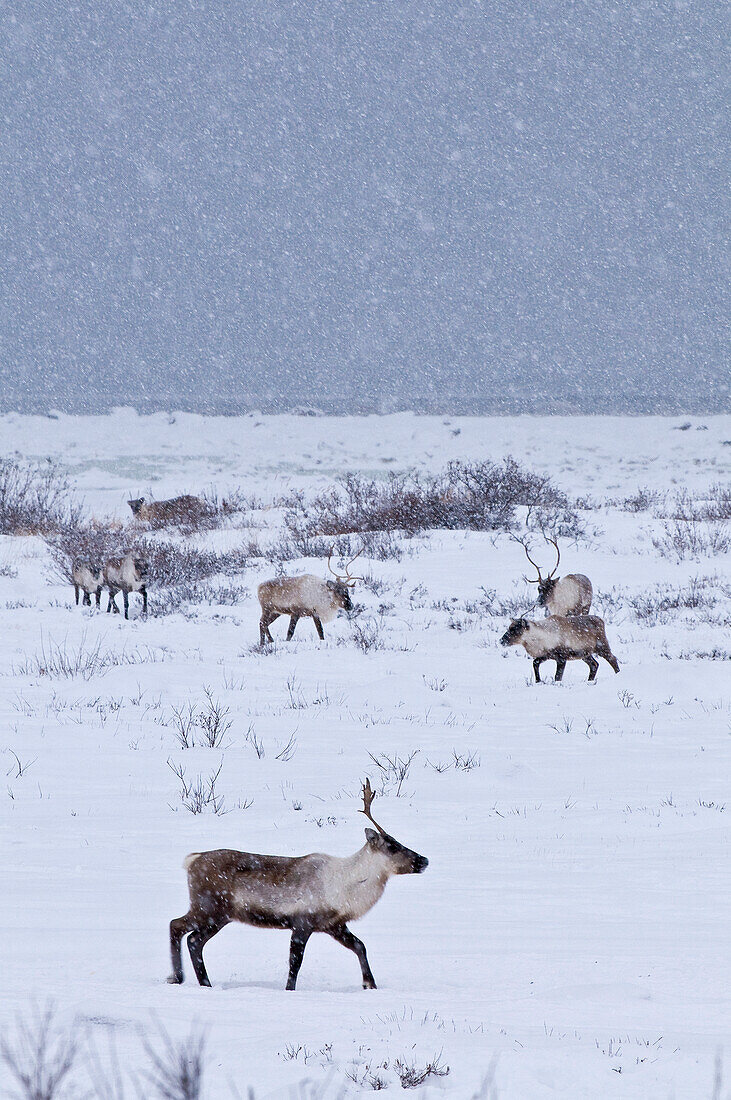 Caribous in winter landscape