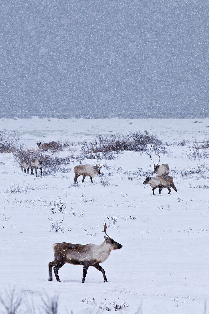 Karibus in Winterlandschaft