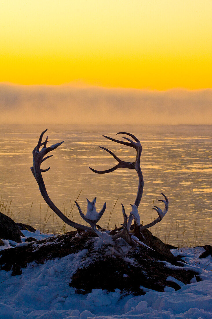 Karibu (Rangifer tarandus) mit Geweih bei Sonnenaufgang an der verschneiten Küste der Hudson Bay, Churchill, MB, Kanada