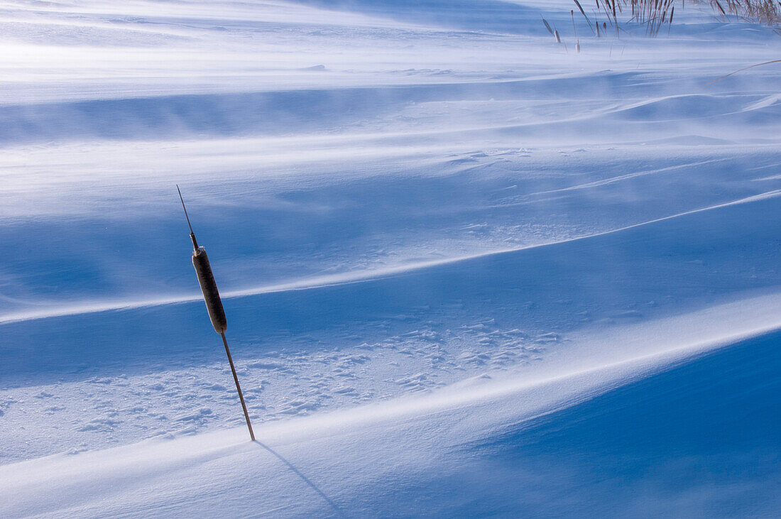Common Cattail (Typha latifolia) fighting winter snow storm on the Canadian prairies.