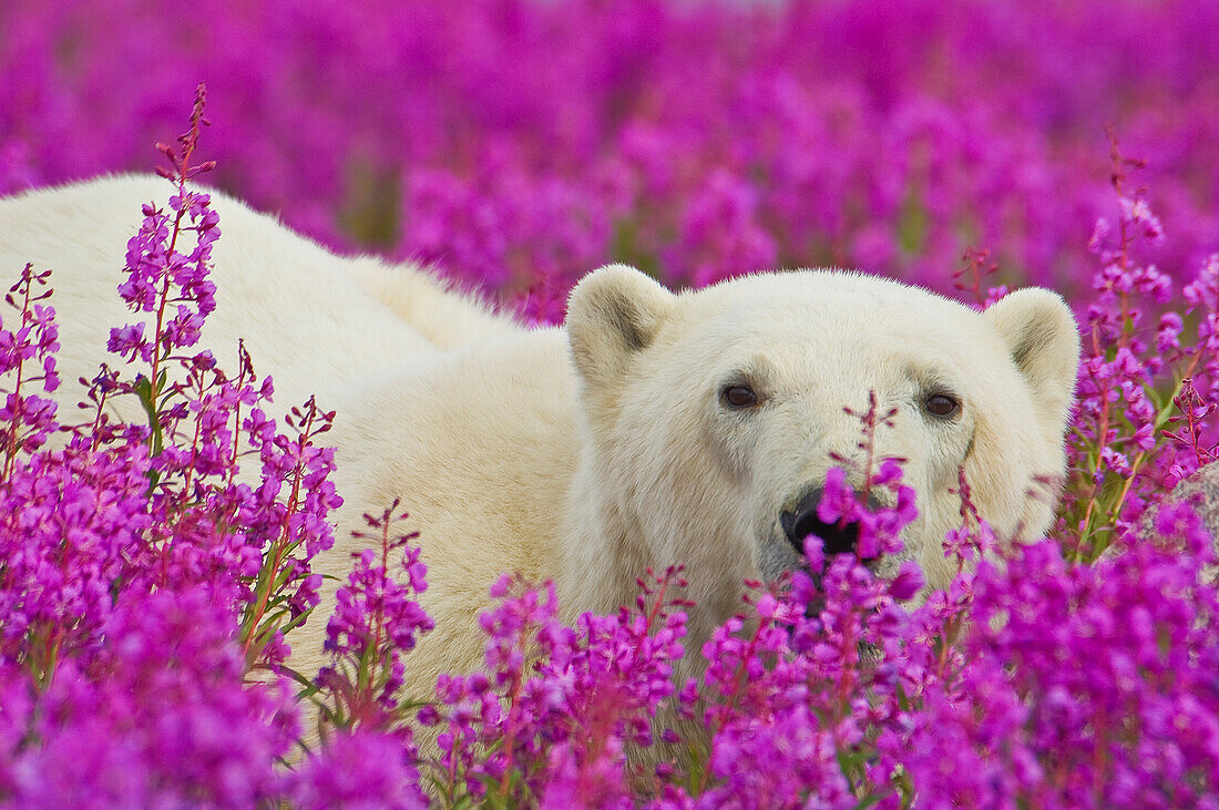 Polar Bear (Ursa maritimus) in fireweed (Epilobium angustifolium) on an island off the sub-arctic coast of Hudson Bay, Churchill, Manitoba, Canada. Bears come to spend the summer loafing on the island and looking for a careless seal or dead whale to wash up. Global warming has shortened their winter so they are increasingly looking for food in the summer.