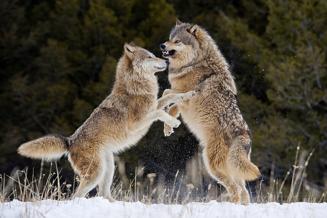Beta-Männchen des Grauen Wolfs (Canis lupus) wehrt die Annäherungsversuche des Alpha-Weibchens im frischen Winterschnee ab, Montana, USA.