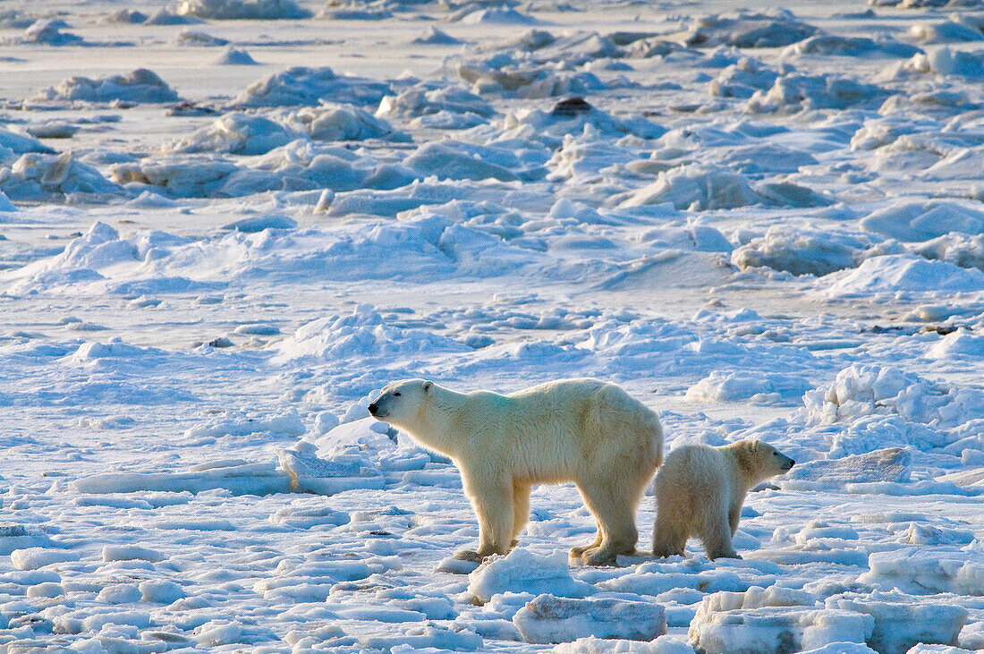 Polar Bear (Ursa maritimus) on sub-arctic Hudson Bay ice and snow, Churchill, MB, Canada