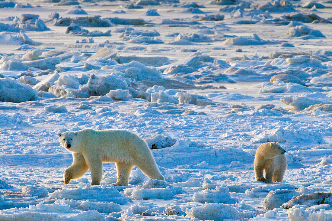 Eisbär (Ursa maritimus) auf dem Eis und Schnee der subarktischen Hudson Bay, Churchill, MB, Kanada