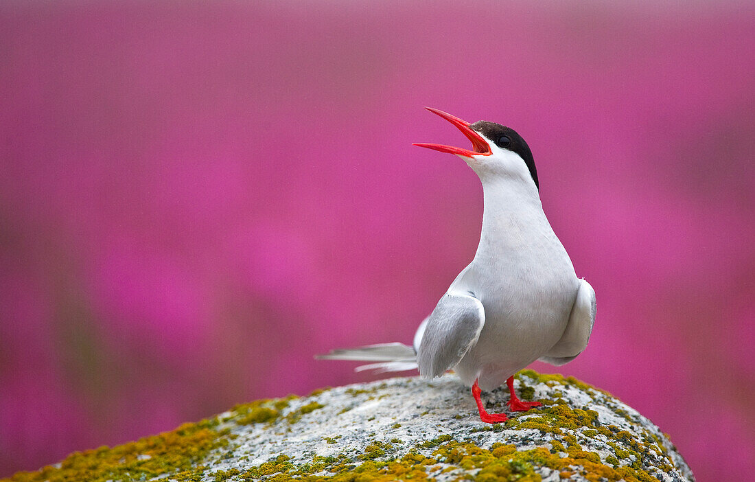 Küstenseeschwalbe (Sterna paradisaea) auf der Hudson Bay, Churchill, Manitoba, Kanada. Küstenseeschwalben nisten häufig in Nord-Manitoba, Nunavut und den Nordwest-Territorien. Sie verteidigen ihre Nester und Jungen sehr aggressiv gegen alle Raubtiere und Bedrohungen, einschließlich des Menschen.