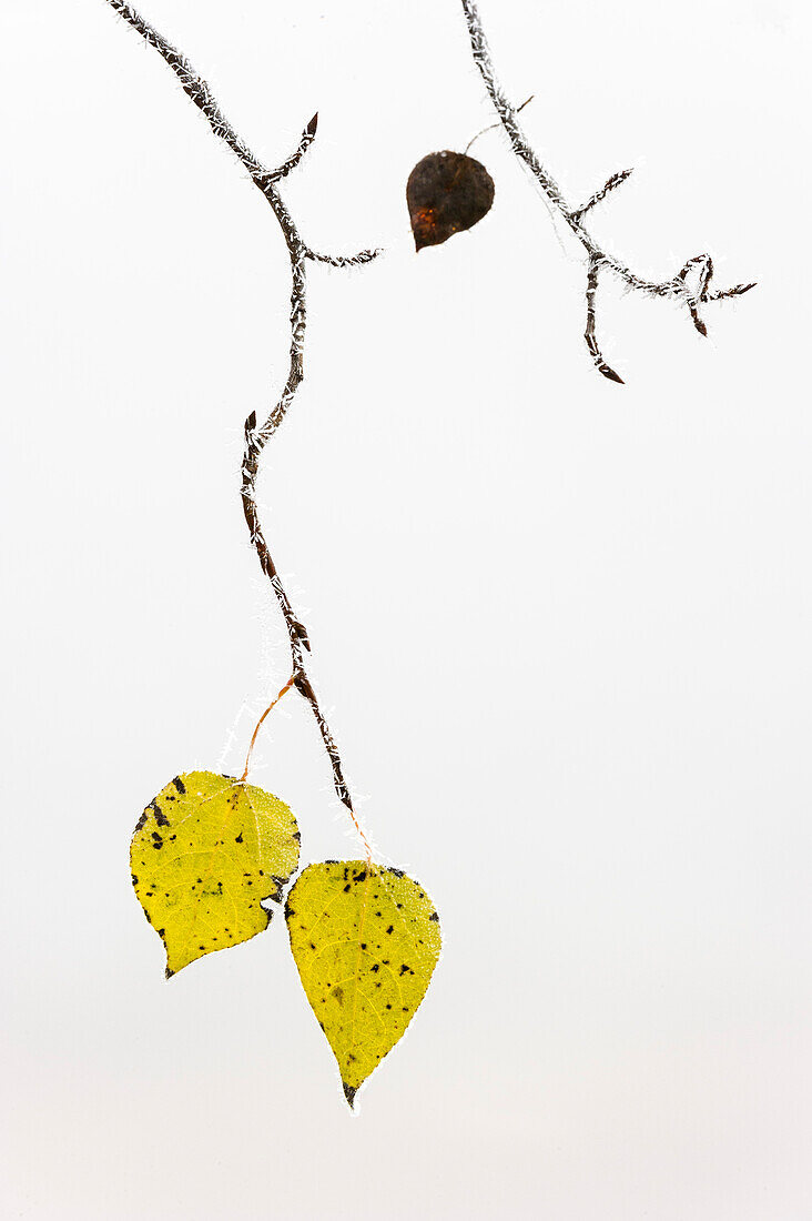 Kreatives Abstraktbild von zitternden Espenblättern (Populus tremuloides) im Herbstnebel und Raureif.