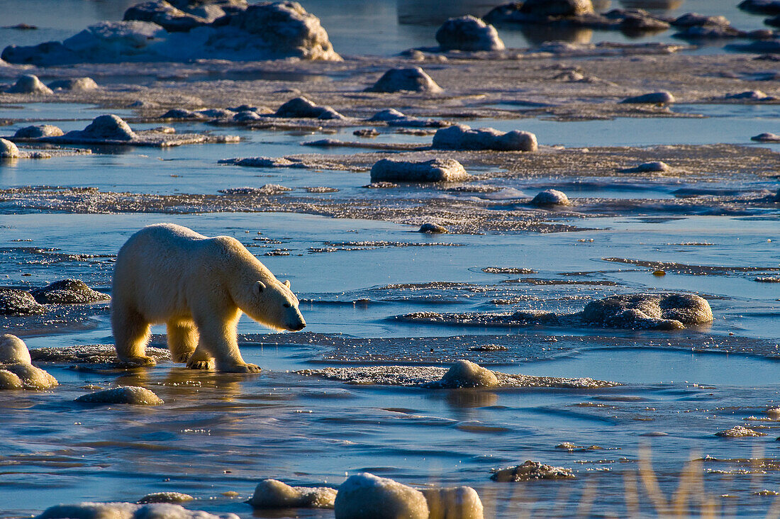 Eisbär (Ursa maritimus) auf subarktischem Eis und Schnee in der Hudson Bay, Churchill, MB, Kanada