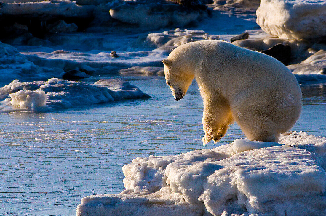 Eisbär (Ursa maritimus) auf dem Eis und Schnee der subarktischen Hudson Bay, Churchill, MB, Kanada