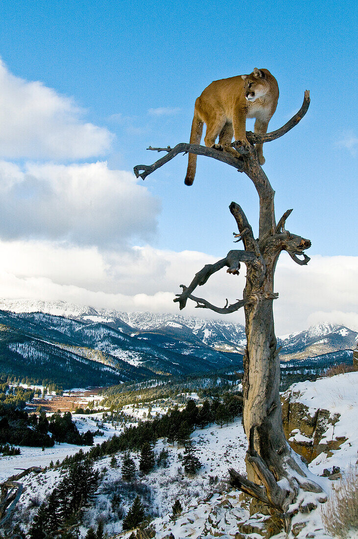 Mountain Lions in the mountains of Montana, United States