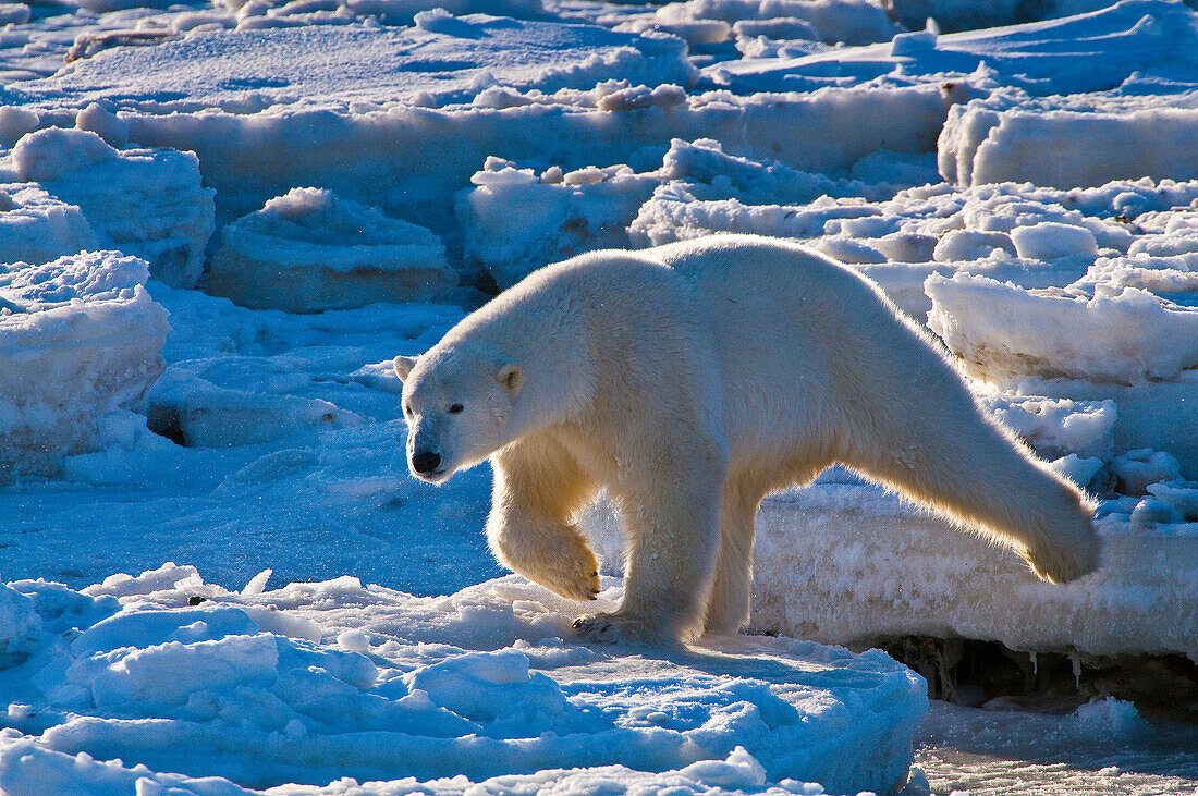 Eisbär (Ursa maritimus) auf dem Eis und Schnee der subarktischen Hudson Bay, Churchill, MB, Kanada