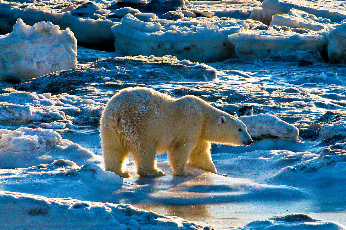 Polar Bear (Ursa maritimus) on sub-arctic Hudson Bay ice and snow, Churchill, MB, Canada