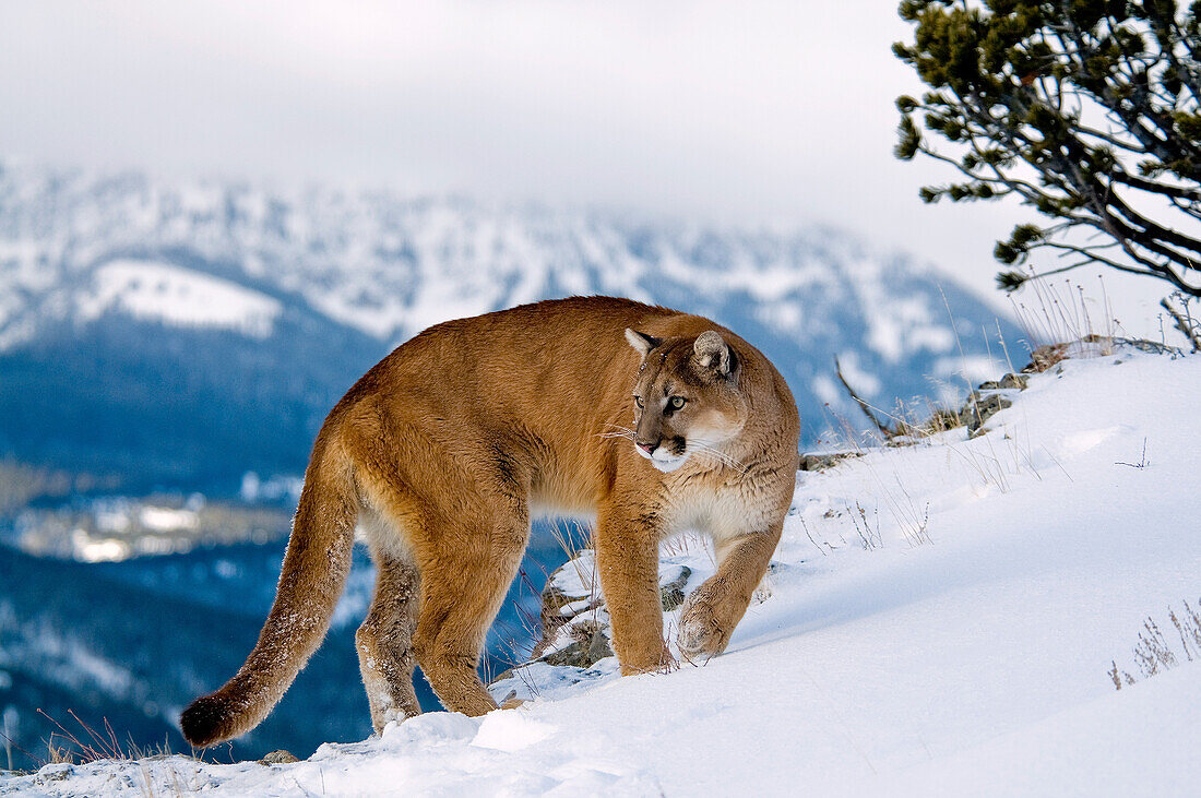 Berglöwen in den Bergen von Montana, Vereinigte Staaten von Amerika