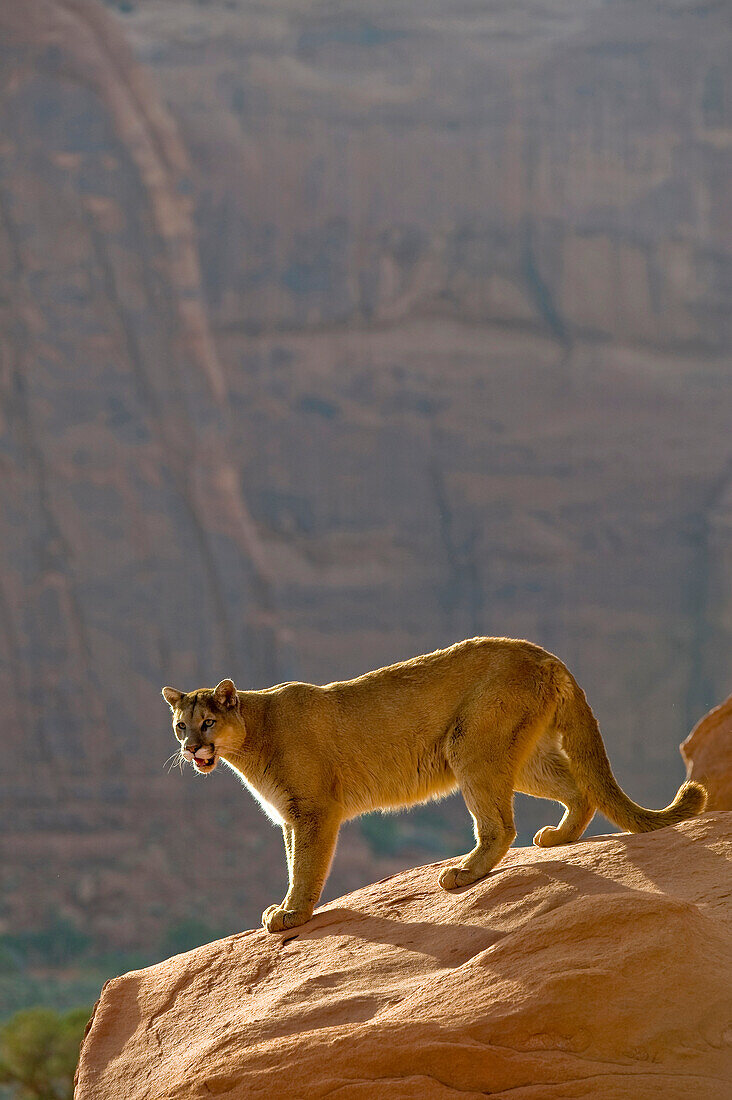 Mountain Lions in the mountains of Montana, United States