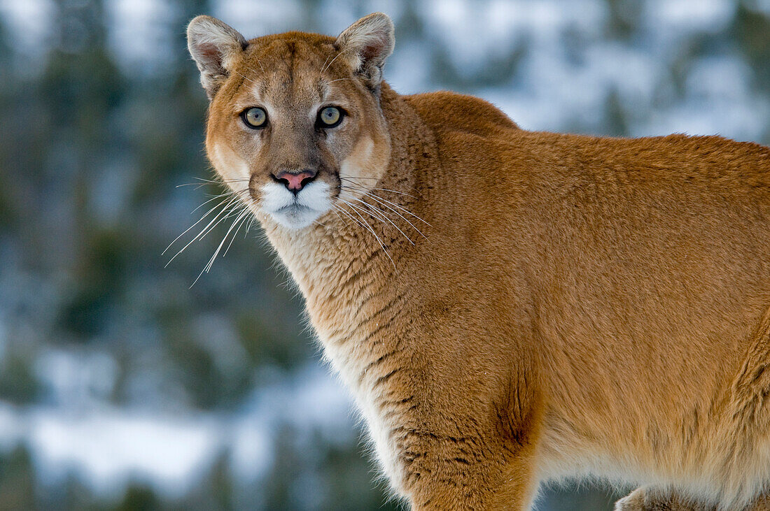 Berglöwen in den Bergen von Montana, Vereinigte Staaten