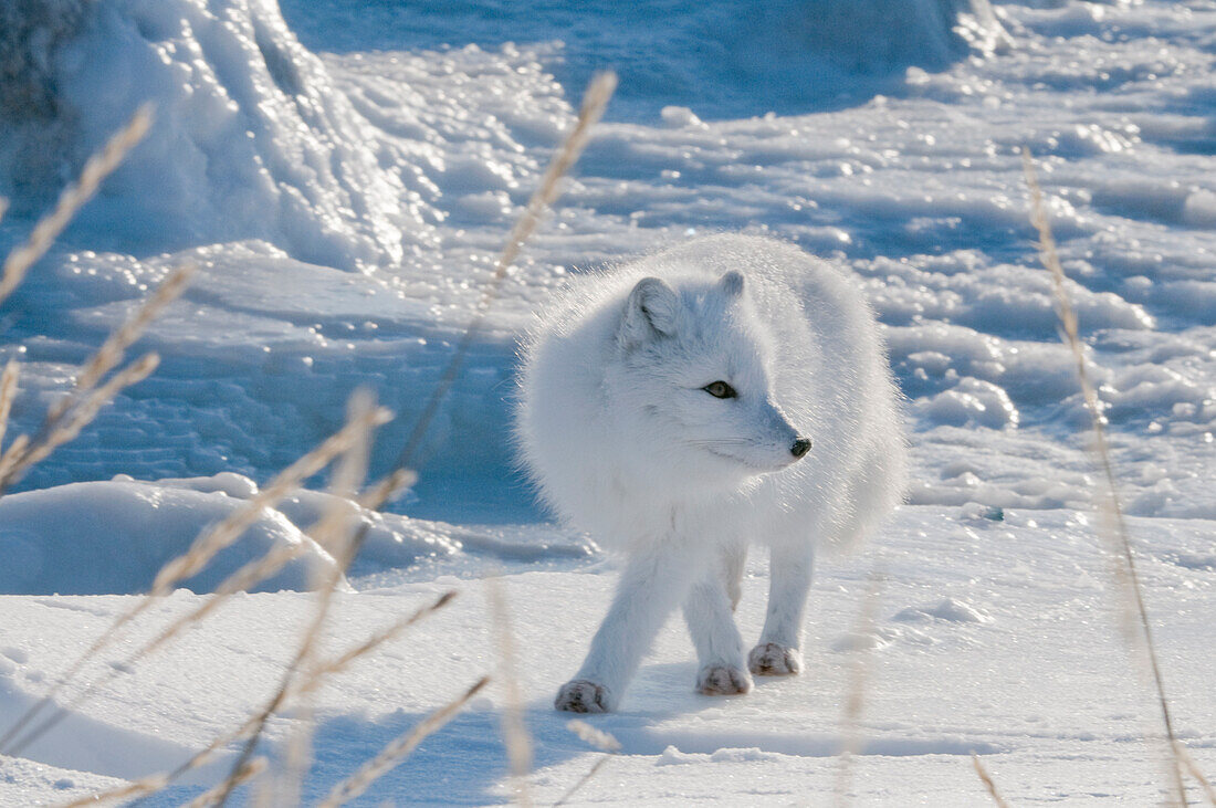 Der Polarfuchs (Vulpes lagopus) verdient seinen Lebensunterhalt im Winter, indem er Eisbären auf das Eis folgt und die Reste ihrer Beute frisst. Sein Fell wechselt von einer Mischung aus Gold und Schwarz im Sommer zu einem überwiegend rein weißen Fell im Winter. Er ist ein aufmerksamer und geschickter Aasfresser, der sich schnell an die Anwesenheit des Menschen gewöhnt.