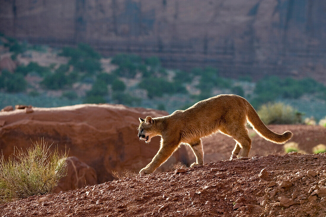 Mountain Lions in the mountains of Montana, United States